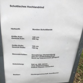 Schottische Hochlandrinder in Schrift ...